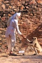 Indian man feeding gray langurs at Ranthambore Fort, India