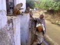 Indian man feeding monkeys, Rajastan