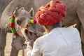 Indian man and herd camels during Pushkar Camel Mela, Rajasthan, India