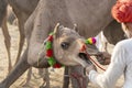 Indian man and herd camels during Pushkar Camel Mela, Rajasthan, India Royalty Free Stock Photo