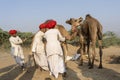 Indian man and herd camels during Pushkar Camel Mela, Rajasthan, India Royalty Free Stock Photo