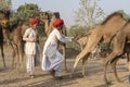 Indian man and herd camels during Pushkar Camel Mela, Rajasthan, India Royalty Free Stock Photo