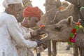 Indian man and herd camels during Pushkar Camel Mela, Rajasthan, India