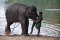 Man painting sign on forehead of elefant