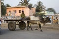 Indian man rides a cart pulled by an ox. India, Goa - 03 february 2009