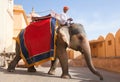 Indian man riding on elephant in Amber fort, Rajasthan state, India Royalty Free Stock Photo