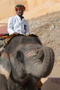 Indian man riding on elephant in Amber fort, Rajasthan state, India Royalty Free Stock Photo