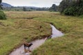 Indian man washing his three cows in a local river Royalty Free Stock Photo