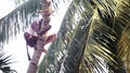 Man clasps palm tree trunk and unravel rope against leaves