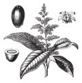 Indian mango or Mangifera indica vintage engraving