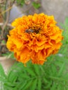 Indian Marigold Genda phool Full HD