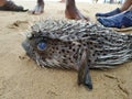 Indian marines Fish Puffer || The best sea monste Royalty Free Stock Photo