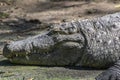 Indian Marsh Crocodile or Mugger Crocodile Crocodylus palustris Closeup Royalty Free Stock Photo