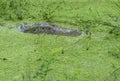 Indian Marsh Crocodile or Mugger Crocodile hidden in Green Algae