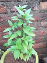 Indian Marva plant
