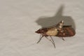 Indian meal moth pest, Plodia interpunctella Royalty Free Stock Photo