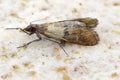 Indian mealmoth or Indianmeal moth Plodia interpunctella of a pyraloid moth from the family Pyralidae is common pest of stored