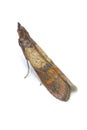 Indian mealmoth Plodia interpunctella of a pyraloid moth of the family Pyralidae is common pest of stored products and pest of