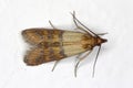 Indian mealmoth Plodia interpunctella.