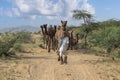 Indian men and herd camels in desert Thar during Pushkar Camel Mela near holy city Pushkar, Rajasthan, India