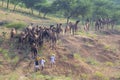 Indian men and herd camels in desert Thar during Pushkar Camel Mela near holy city Pushkar, Rajasthan, India