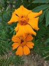 Beautiful Indian merigold orange flower Royalty Free Stock Photo