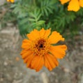 Beautiful Indian merigold orange flower Royalty Free Stock Photo