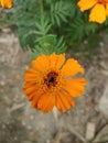 Beautiful Indian merigold orange flower Royalty Free Stock Photo