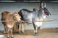 Indian Milk Cows