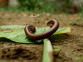 Indian millipede worm presented on leaf u shape at soil surface Royalty Free Stock Photo