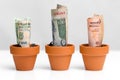 Indian money concept growth Royalty Free Stock Photo