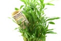 Indian Money in green plant leaves, concept of getting dividends or returns from your money, invest it for better future