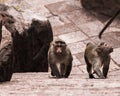 Indian monkey climbing the steps.