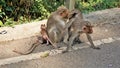 Indian Monkey family with thier new born baby