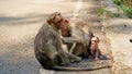 Indian Monkey family with thier new born baby