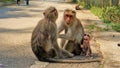 Indian Monkey family with thier new born baby