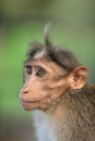 Indian monkey funny hair style