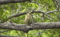 Indian Monkey Royalty Free Stock Photo