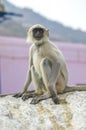 Indian Monkey Royalty Free Stock Photo