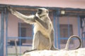 Indian Monkey Royalty Free Stock Photo