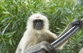 Indian Monkey Royalty Free Stock Photo