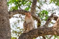 An Indian monkey Indian macaques, bonnet macaques sitting on a big tree Royalty Free Stock Photo