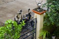 Indian monkey sitting on the gate in house