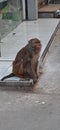 Indian monkey sitting ouside shop looking for food