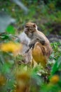 An Indian monkey sitting on tree top in a lush green forest. The bonnet macaque Macaca radiata, also known as zati, is a species Royalty Free Stock Photo