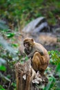 An Indian monkey sitting on tree top in a lush green forest. The bonnet macaque Macaca radiata, also known as zati, is a species Royalty Free Stock Photo