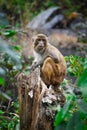 An Indian monkey sitting on tree top in a lush green forest. The bonnet macaque Macaca radiata, also known as zati, is a species Royalty Free Stock Photo