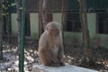 Indian monkey waiting for food and sit with a emotional face