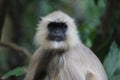 Indian Monkey Royalty Free Stock Photo