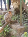 Indian monkey which is involved with his/her own world